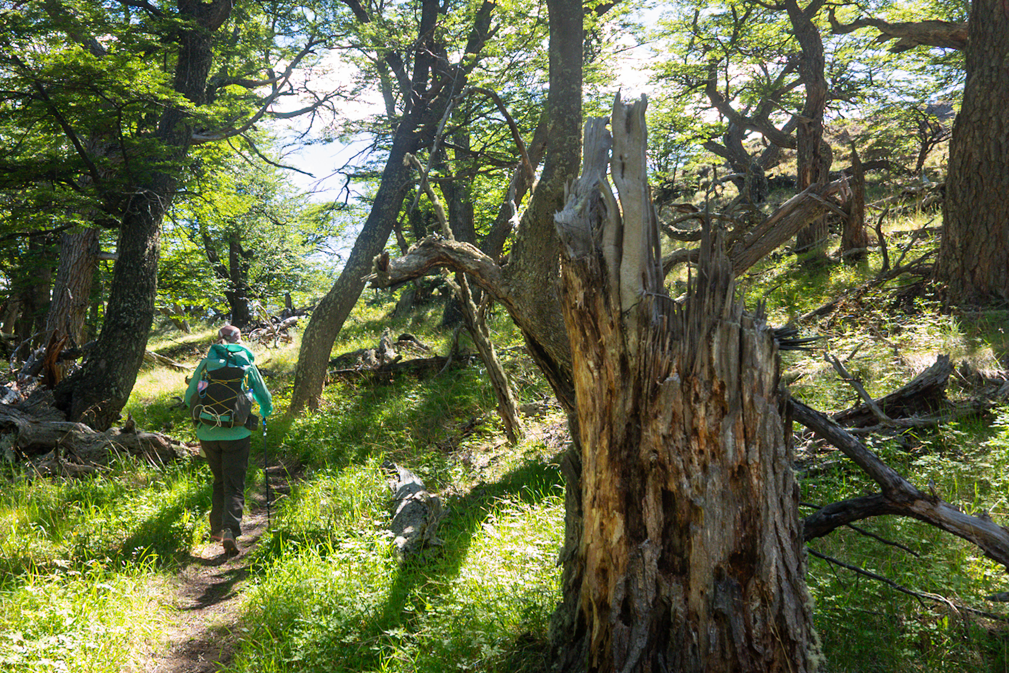 Trail through the chaotic forest